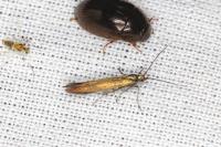 Coleophora