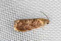 Grapholita janthinana