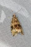 Celypha lacunana