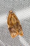 Ditula angustiorana