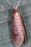 Nematopogon