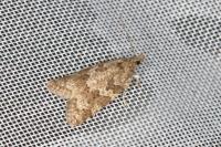 Cnephasia