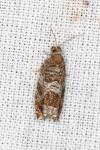 Ancylis achatana