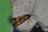 Nemophora degeerella