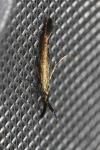 Coleophora