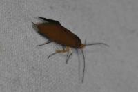 Crassa unitella