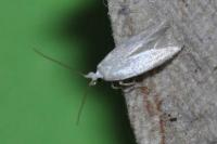 Opostega salaciella