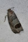 Notocelia uddmanniana