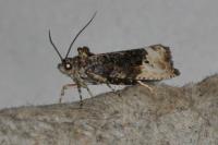 Hedya nubiferana
