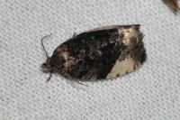 Hedya pruniana