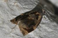 Archips crataegana
