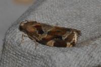 Archips xylosteana