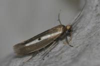 Parahyponomeuta egregiella