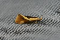 Harpella forficella