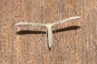 Adaina microdactyla