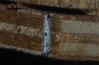 Yponomeuta plumbella