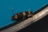 Oegoconia