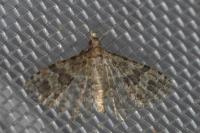 Alucita hexadactyla