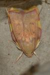 Carcina quercana