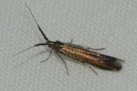 Coleophora