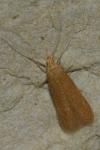 Haplochrois ochraceella