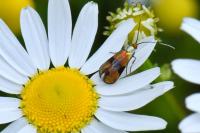 Nemophora fasciella