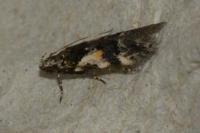 Teleiodes luculella