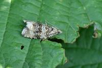 Celypha lacunana