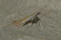 Aspilapteryx tringipennella
