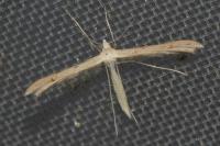 Stenoptilia