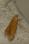Tischeria