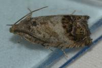 Cydia splendana