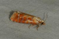 Rhyacionia buoliana