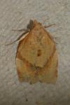 Clepsis consimilana