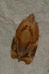 Ditula angustiorana
