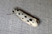 Ethmia dodecea