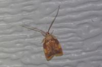Carcina quercana