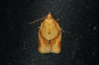 Clepsis consimilana