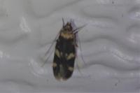 Oegoconia