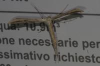 Emmelina monodactyla