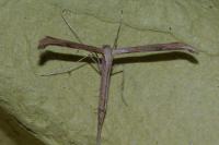 Emmelina monodactyla
