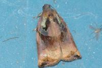 Archips podana
