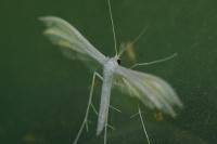 Pterophorus pentadactylus