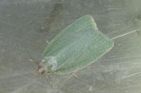 Tortrix viridana