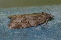 Cnephasia incertana