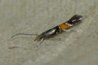 Cosmopterix orichalcea