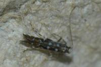Parectopa ononidis