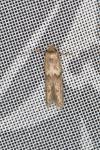 Blastobasis phycidella