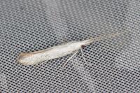 Coleophora