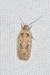 Agonopterix yeatiana